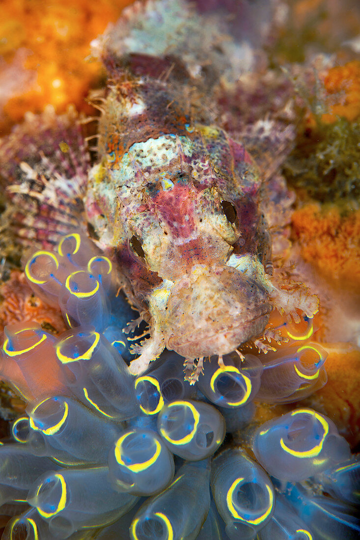 Juvenile coral scorpionfish