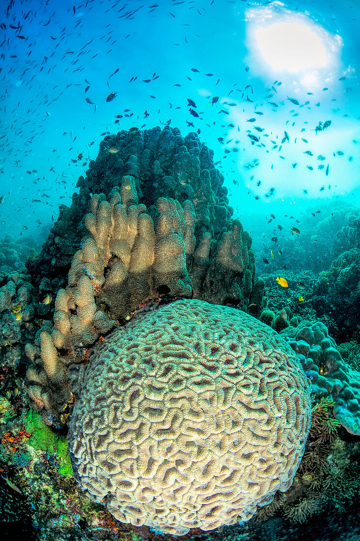 Hard corals and sunburst, Apo Island, Philippines