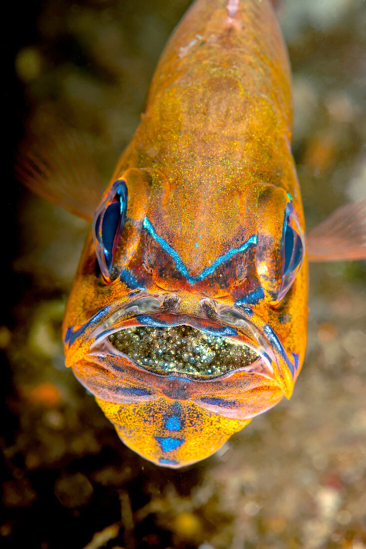 Male mouth brooding ring-tailed cardinal fish