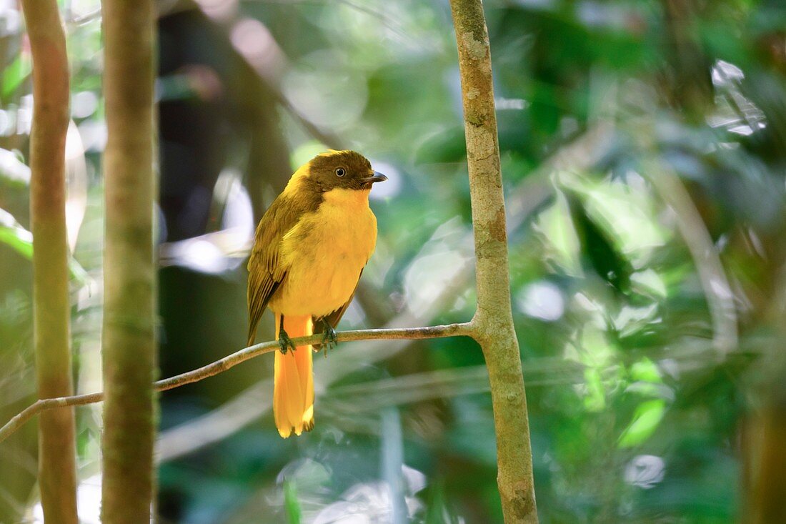 Male golden bowerbird