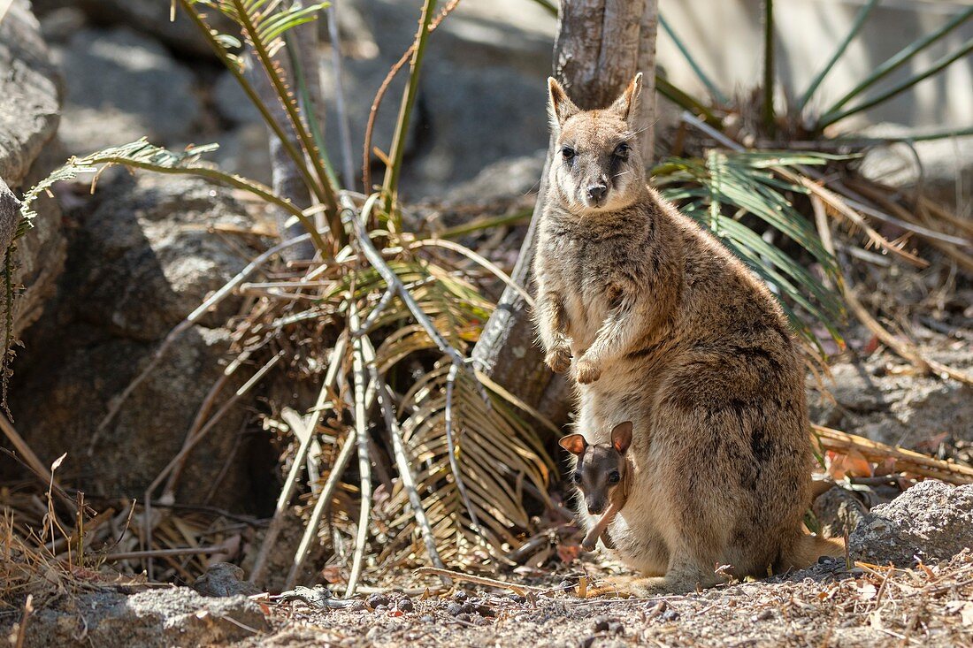 Mareeba rock-wallaby joey in mother's pouch