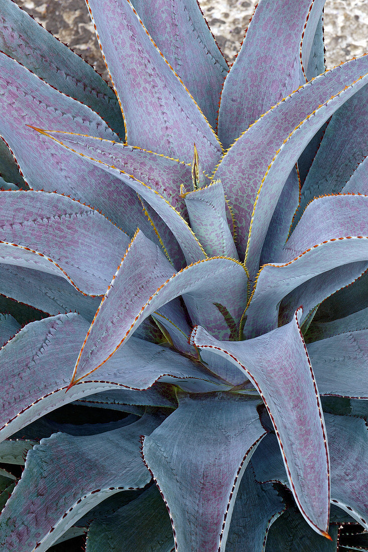 Mangave (Agave 'Purple People Eater') plant