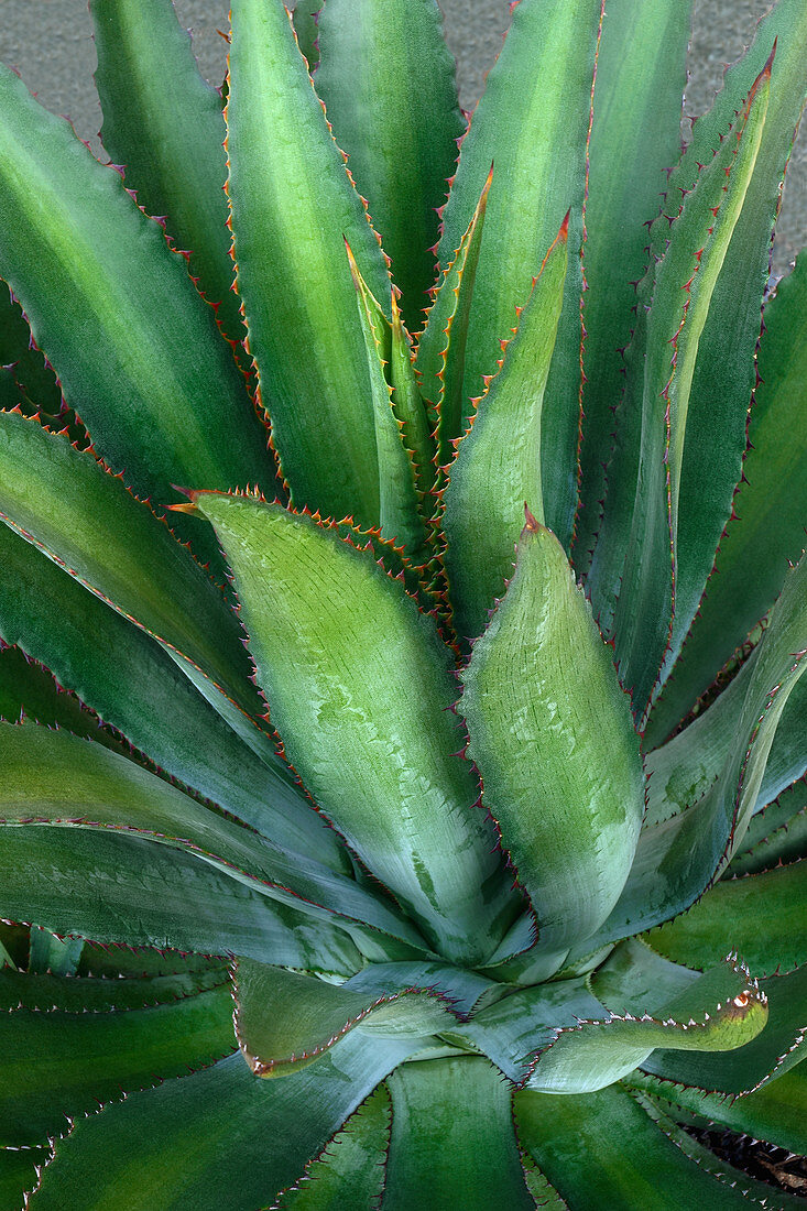 Mangave (Agave 'Navajo Princess') plant