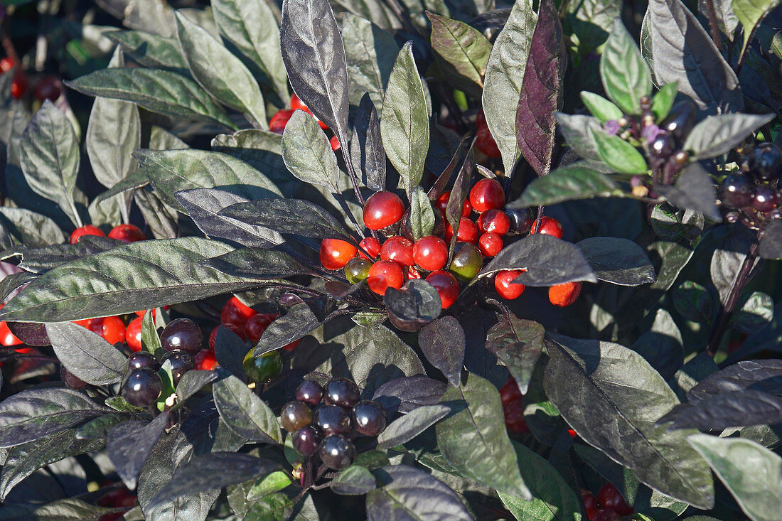 Ornamental pepper (Capsicum annuum 'Black Pearl') fruits