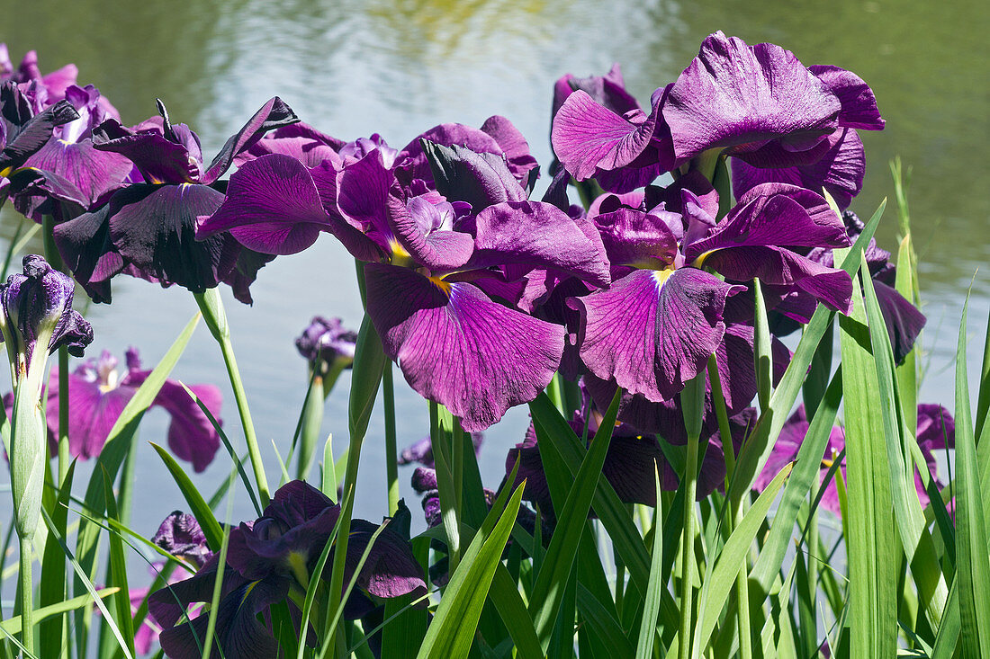 Iris (Iris ensata 'Silverband') flowers