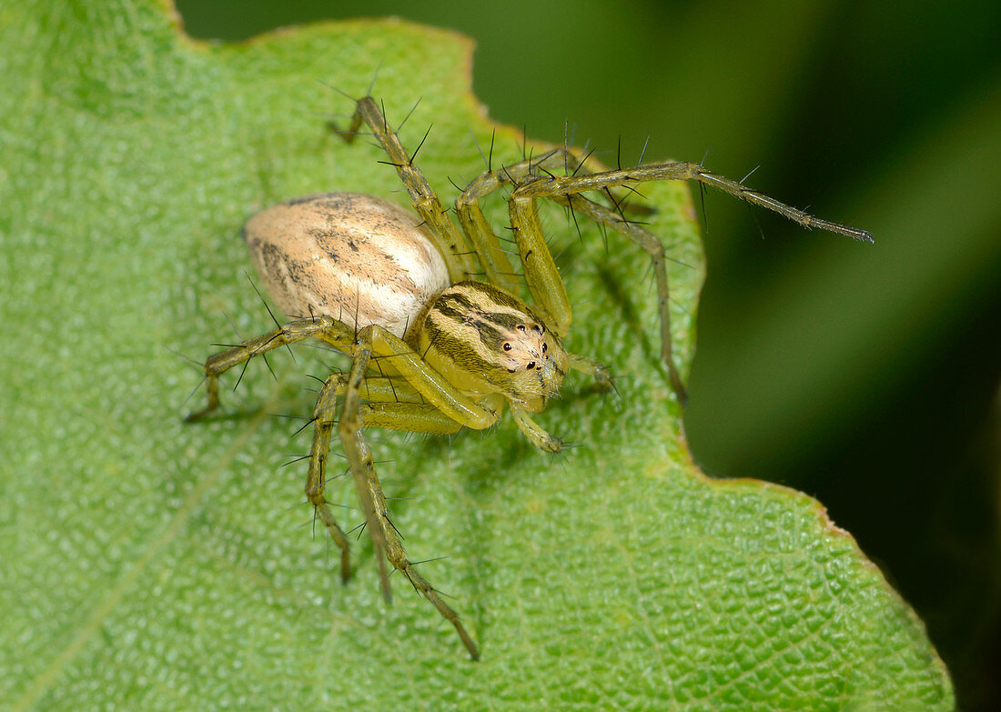 Lynx spider young female