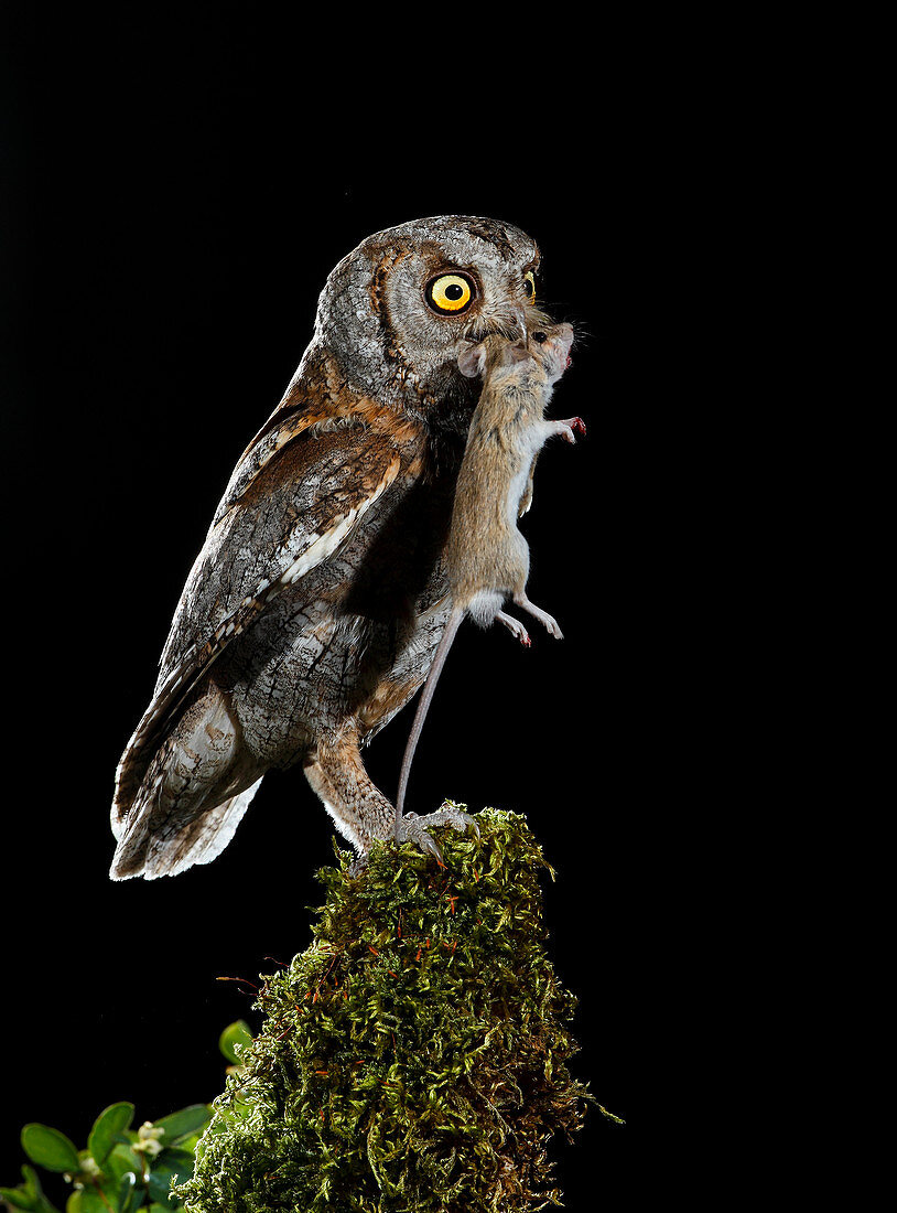 Eurasian scops owl with prey