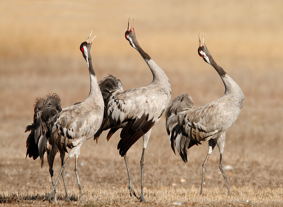 Singing adult common cranes