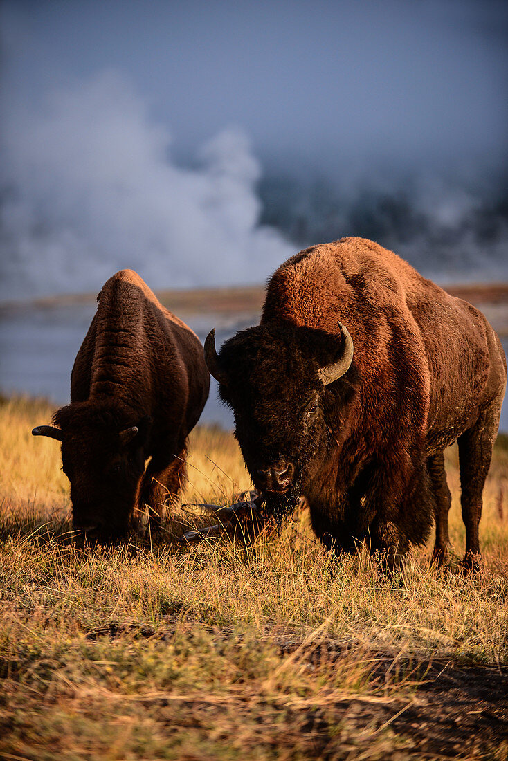 America bison, Yellowstone National Park, USA
