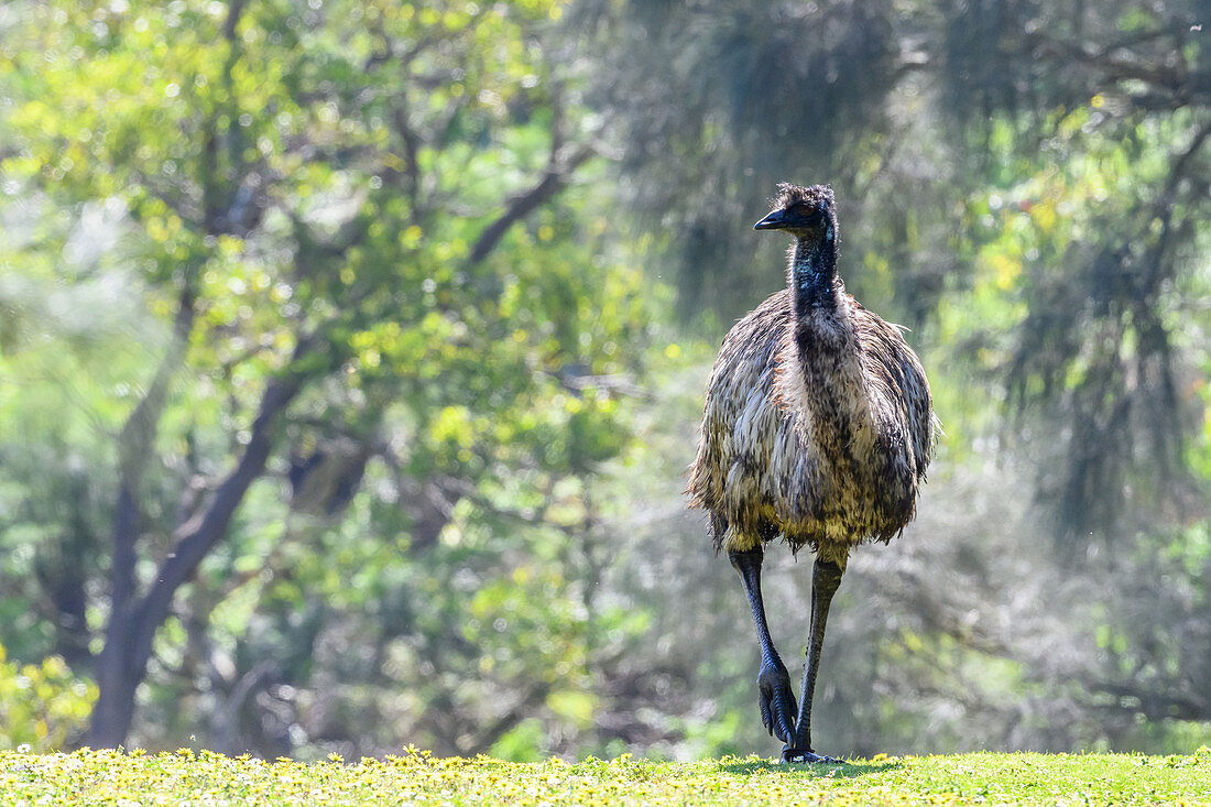 Emu