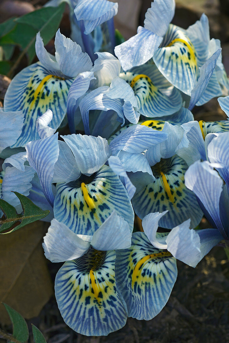 Dwarf iris (Iris 'Katharine Hodgkin')