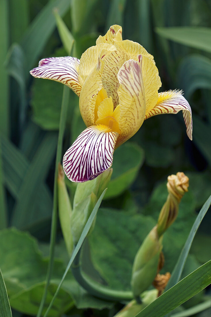 Variegated sweet iris (Iris variegata) flower