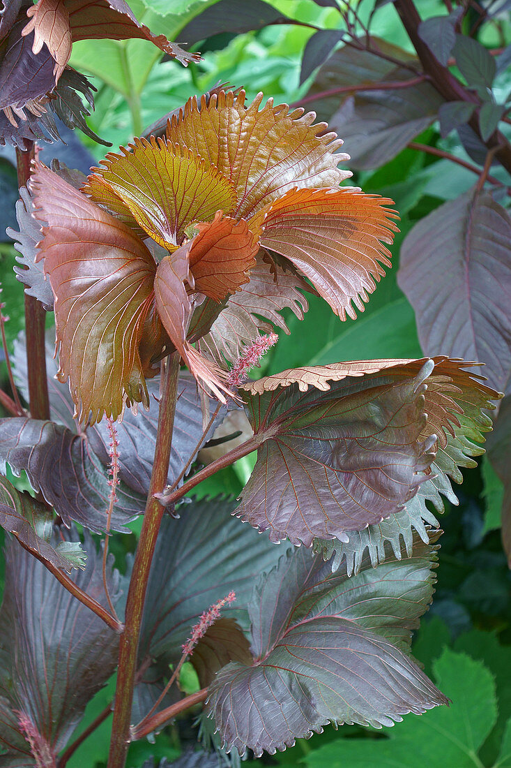 Fire dragon (Acalypha wilkesiana 'Haleakala') plant