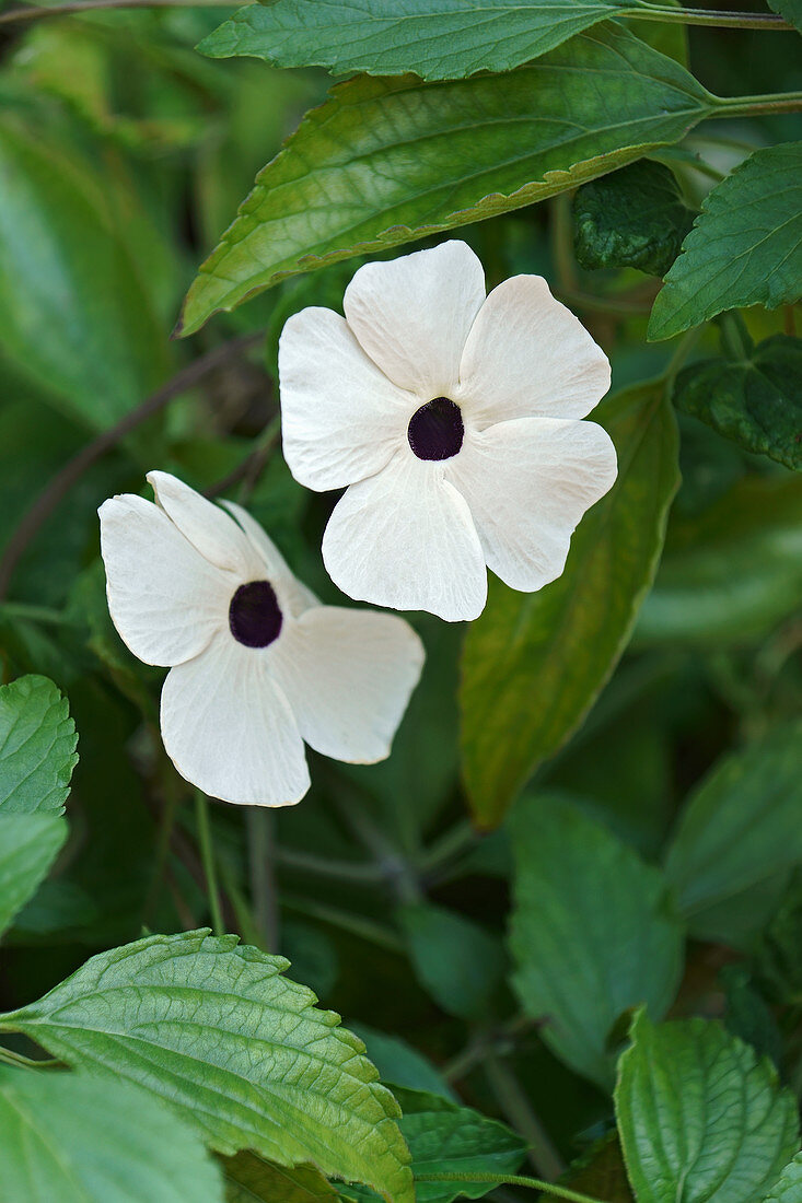 Black-eyed Susan vine (Thunbergia alata) flowers