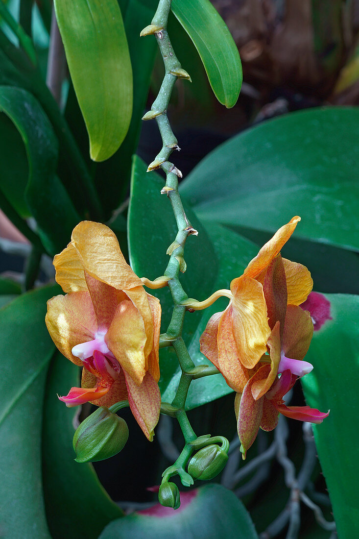 Hybrid moth orchid (Phalaenopsis sp.) flowers