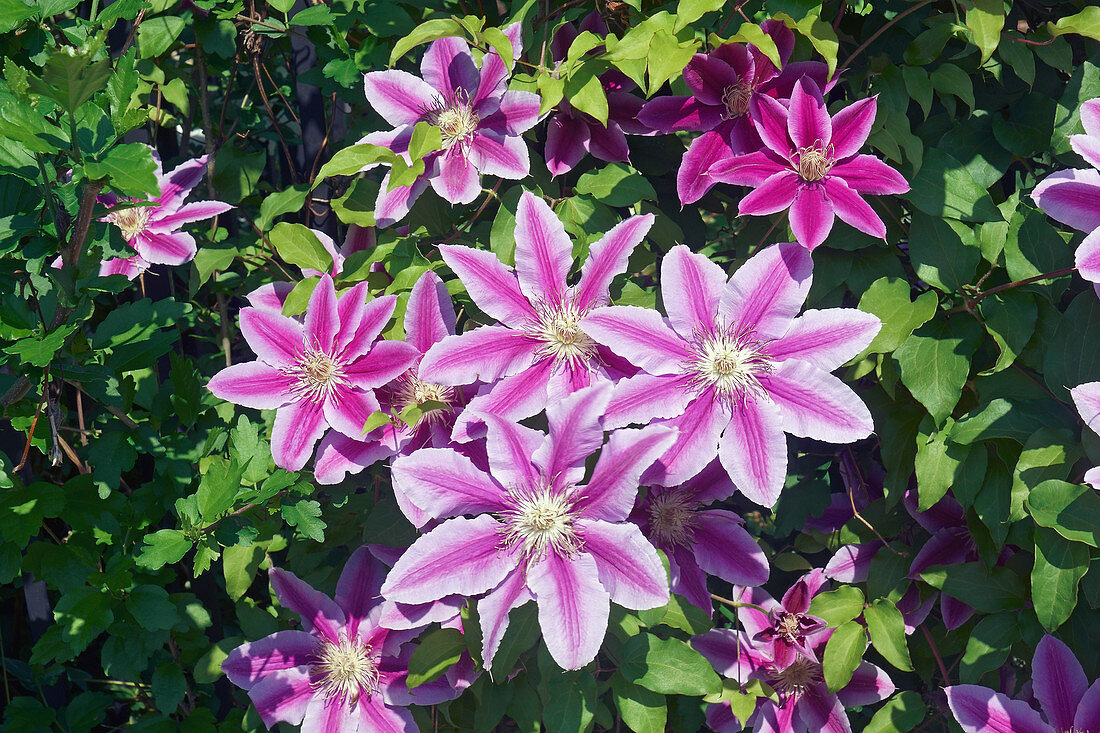 Clematis (Clematis 'Barbara Jackman') flowers