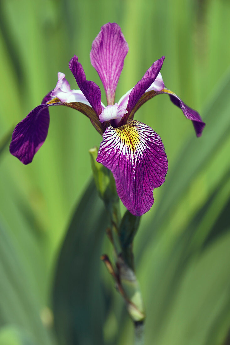 Flag iris (Iris versicolor 'John Wood')
