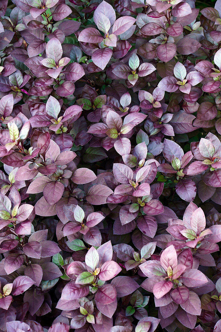 Joyweed (Alternanthera brasiliana 'Purple Prince') plants