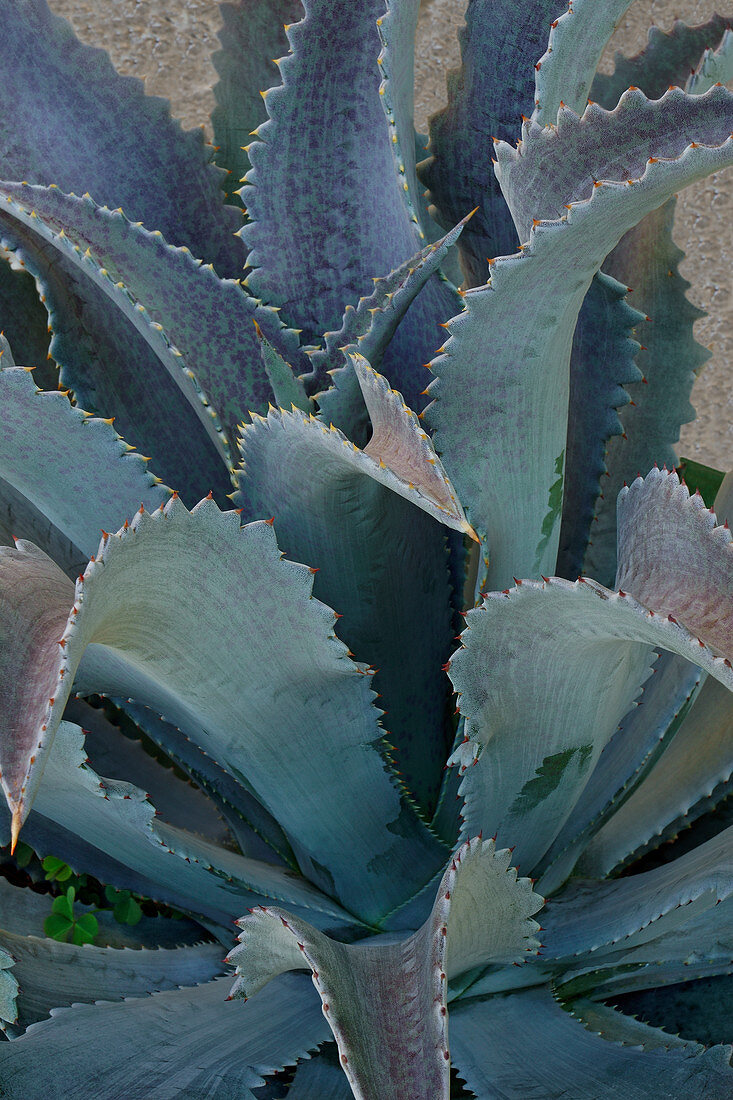 Mangave (Agave 'Silver Fox') plant