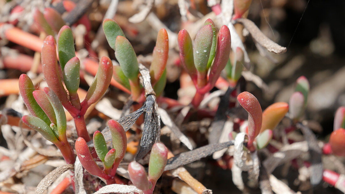 Opposite-leaved saltwort (Salsola soda) plant