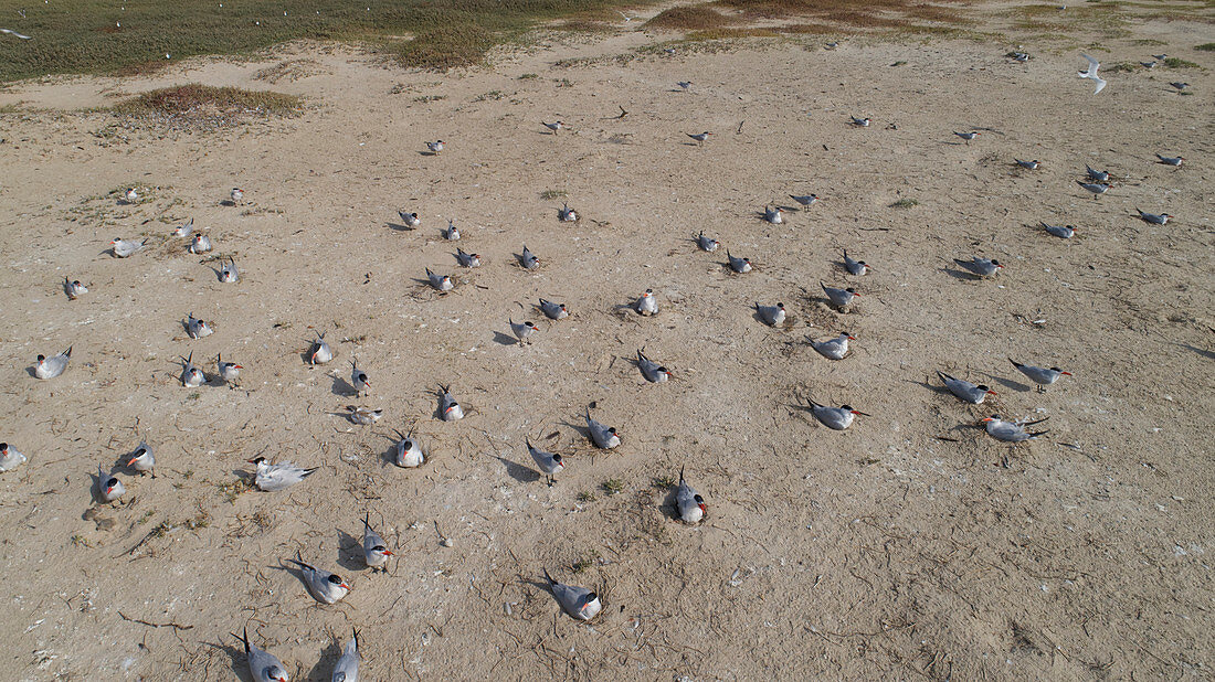 Caspian terns nesting, aerial view
