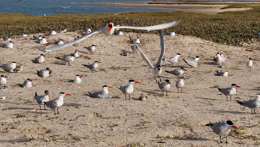 Caspian terns nesting