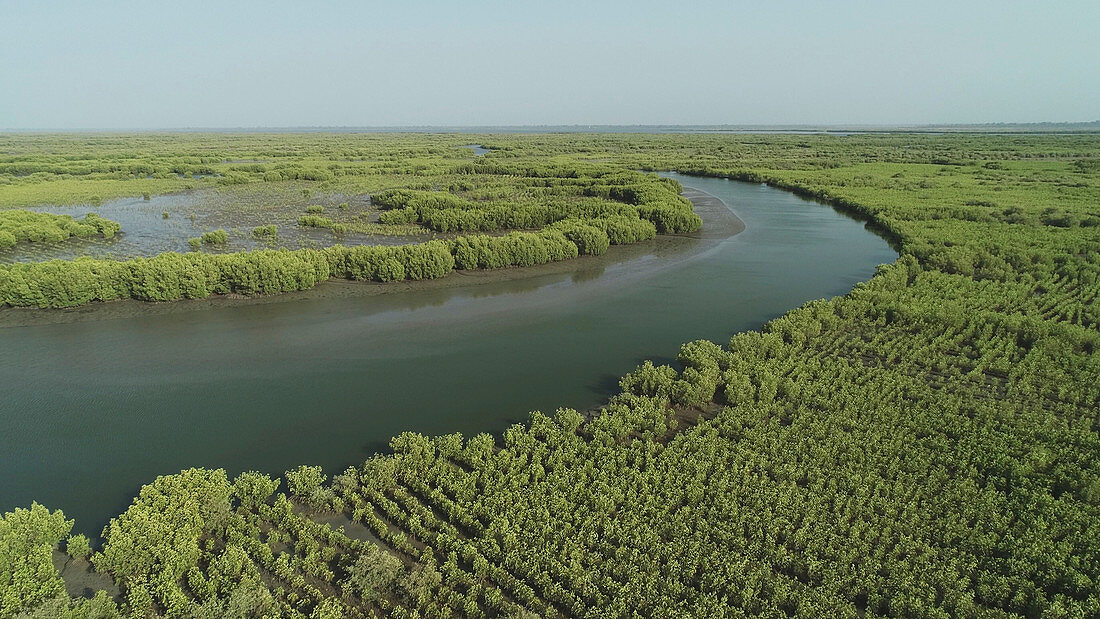 Mangrove reforestation, aerial view