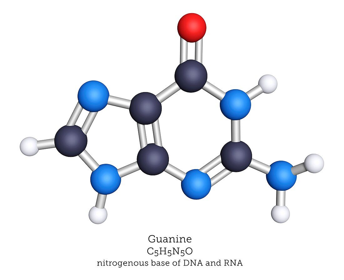 Molecular model of guanine nitrogenous base