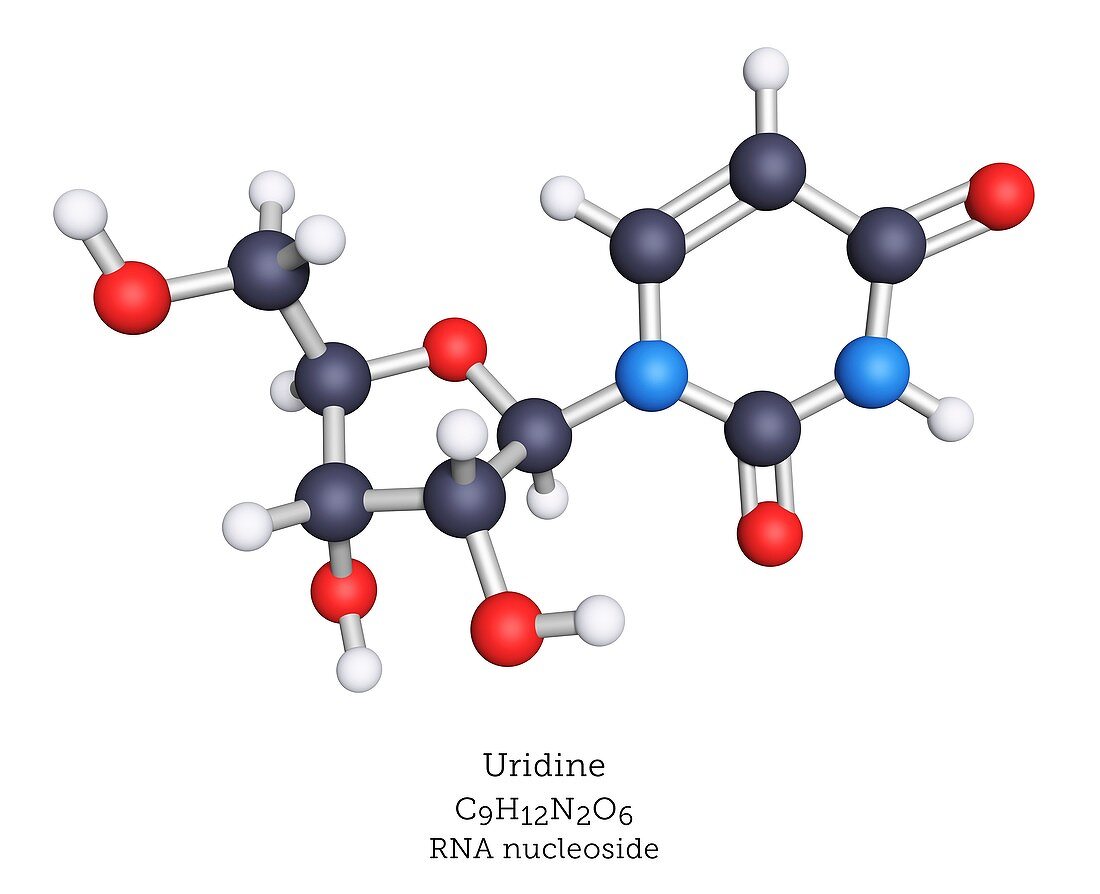 Molecular model of the RNA nucleoside uridine