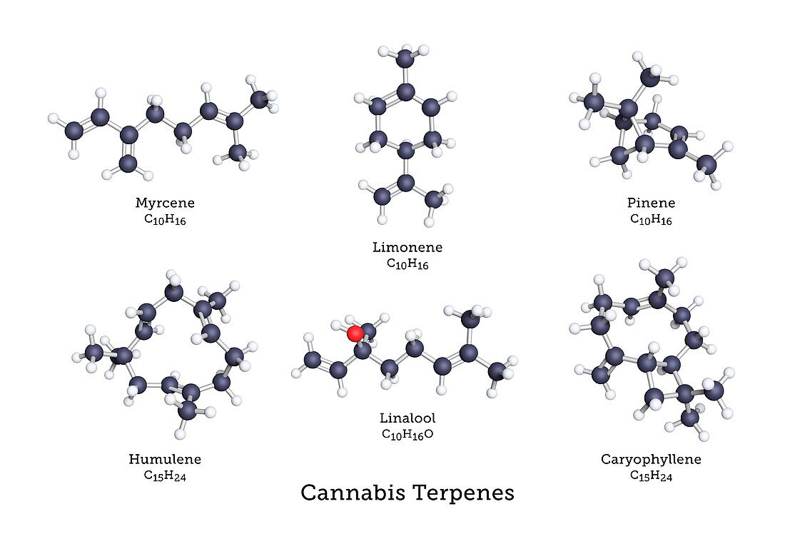 Common terpenes of cannabis, molecular models
