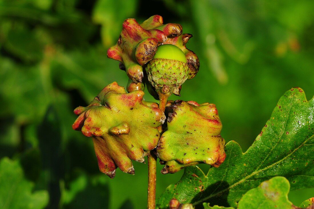 Knopper gall