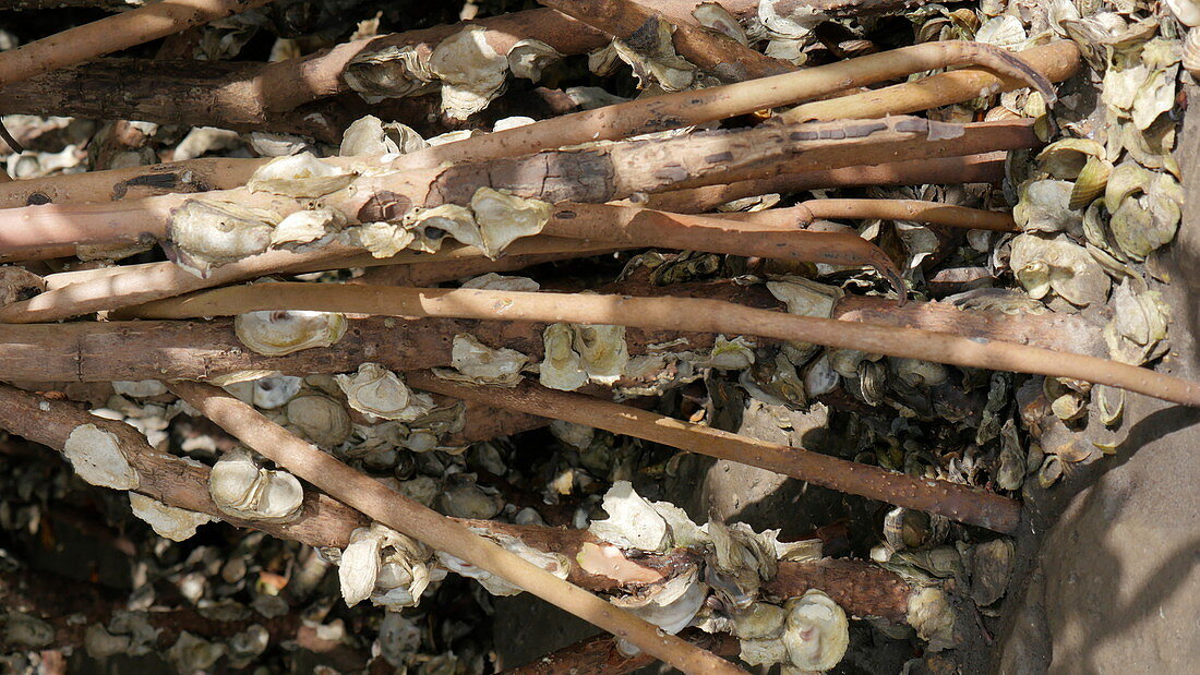 Oysters growing in a mangrove swamp