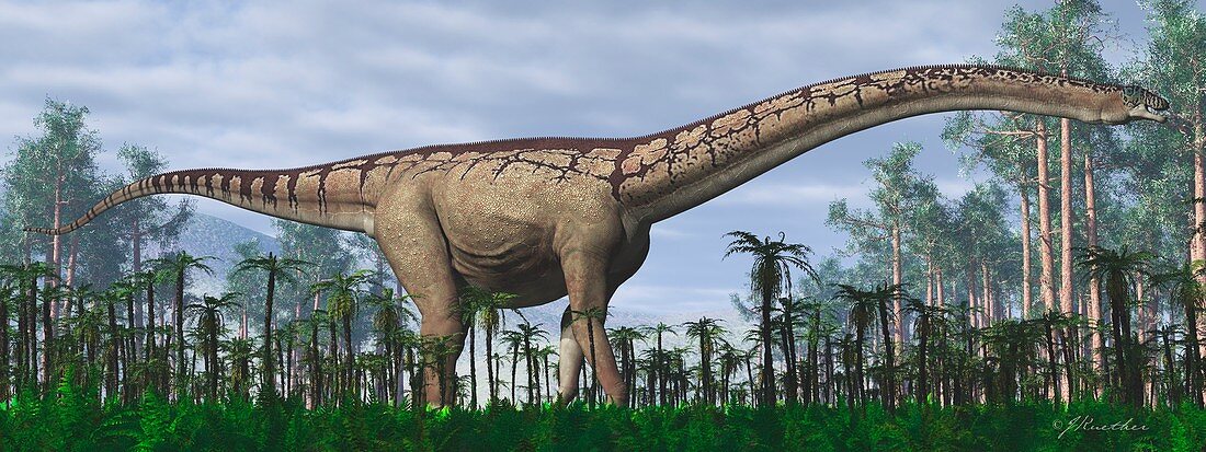 Futalognkosaurus dinosaur, illustration
