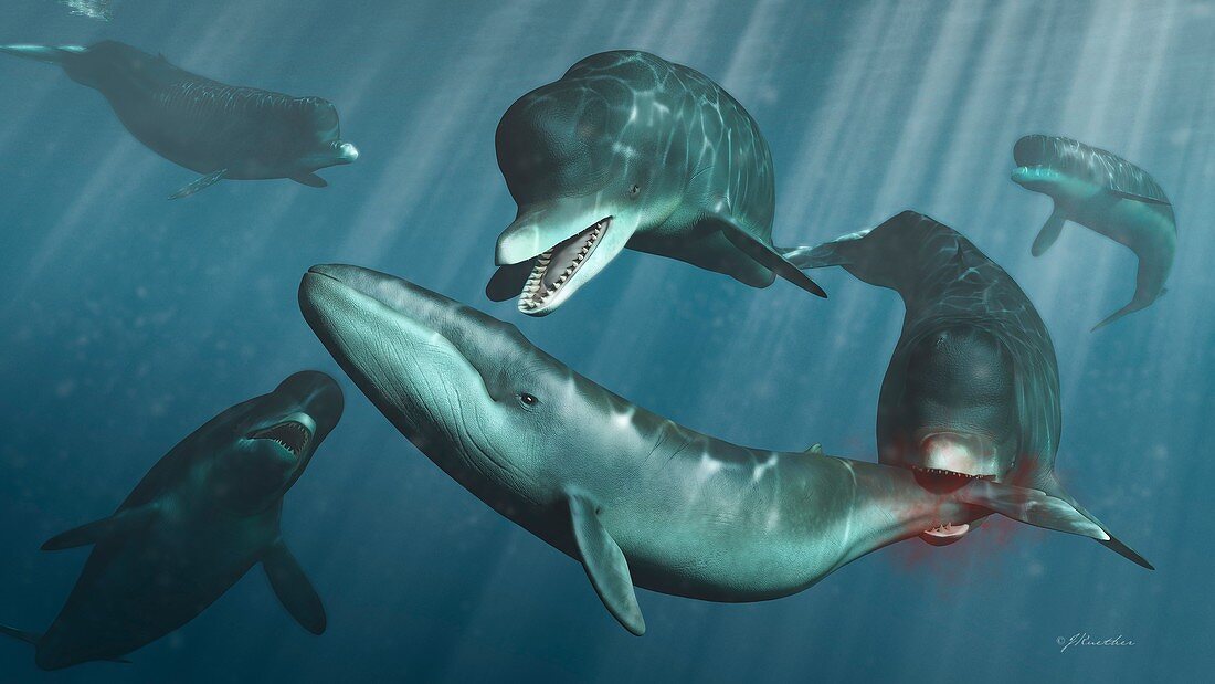 Prehistoric whale Zygophyseter pod attacking