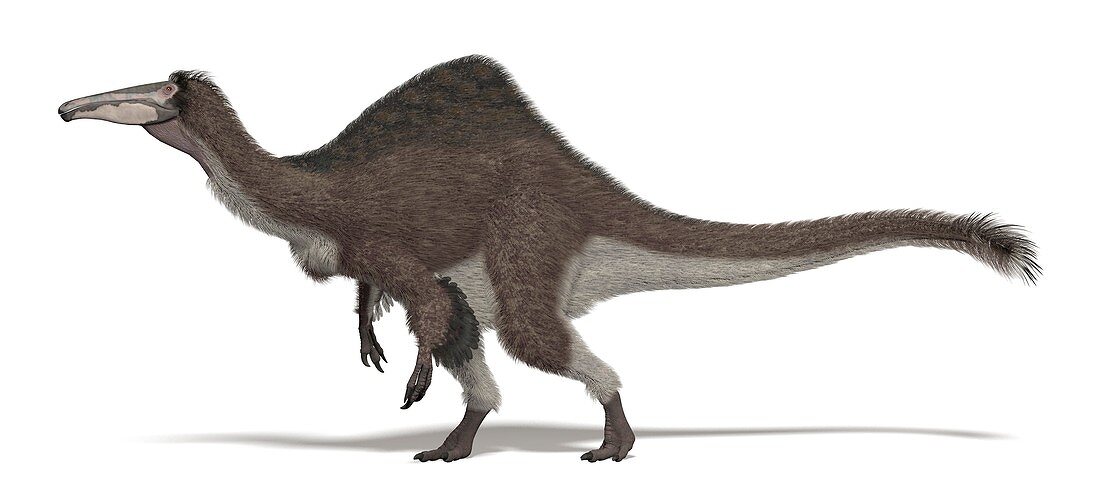 Deinocheirus dinosaur, illustration