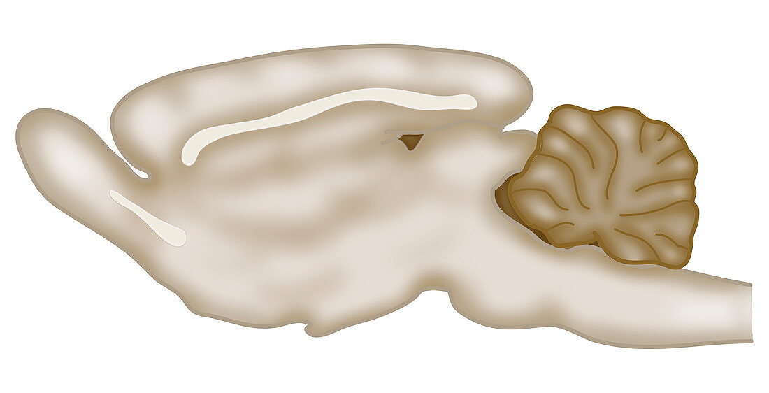 Rodent brain, illustration