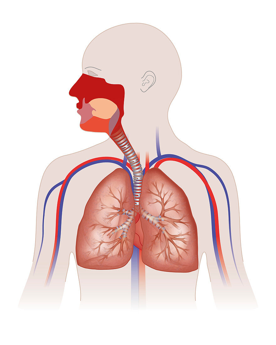 Human respiratory and cardiovascular systems, illustration