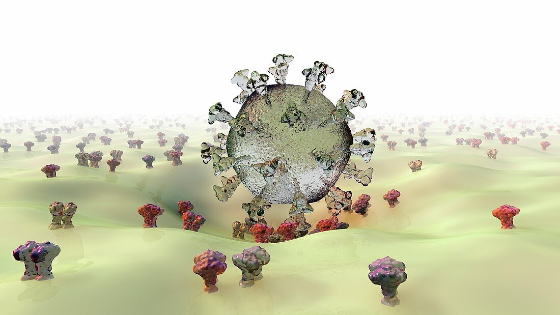 Coronavirus infecting human cell, illustration
