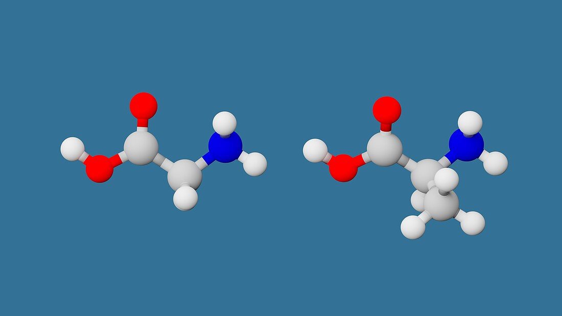 Glycine and alanine amino acids, illustration