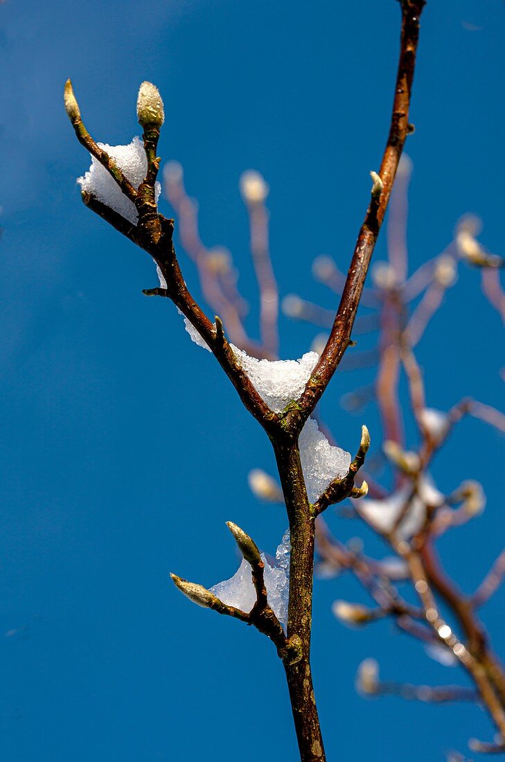 Magnolia ' Susan' new growth in snow