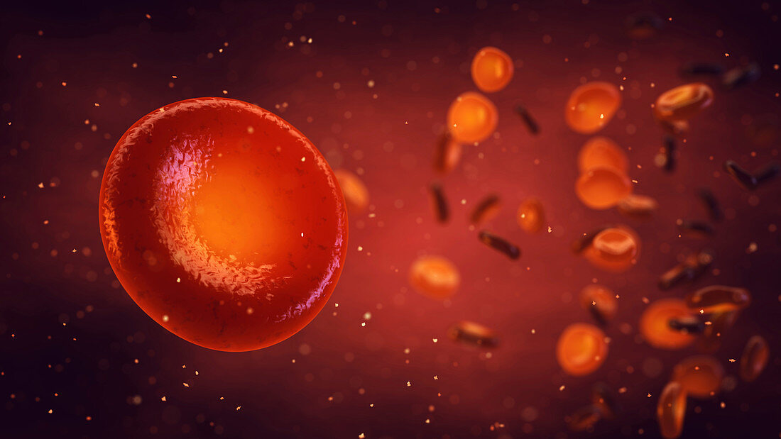 Red blood cells, illustration