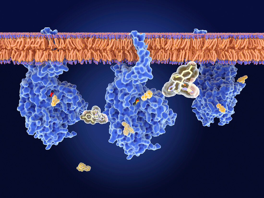 Fungal enzyme blocked by a drug, illustration