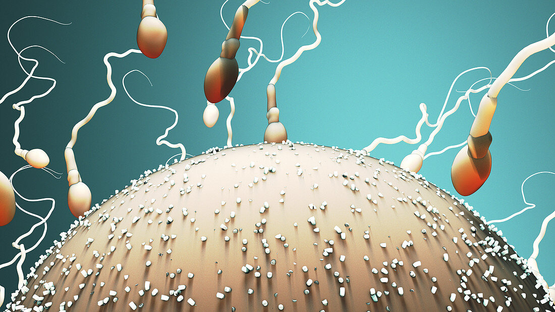 Fertilisation, illustration