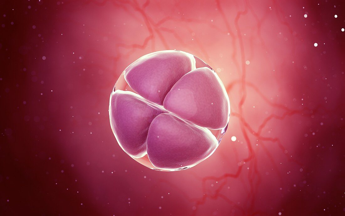 4 cell stage embryo, illustration