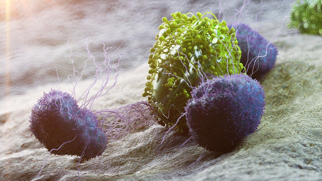 Cancer cell being attacked by leukocytes, illustration