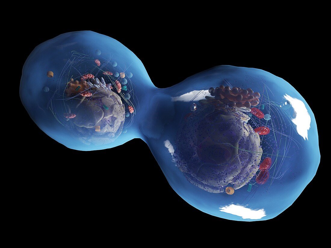 Dividing human cell, illustration