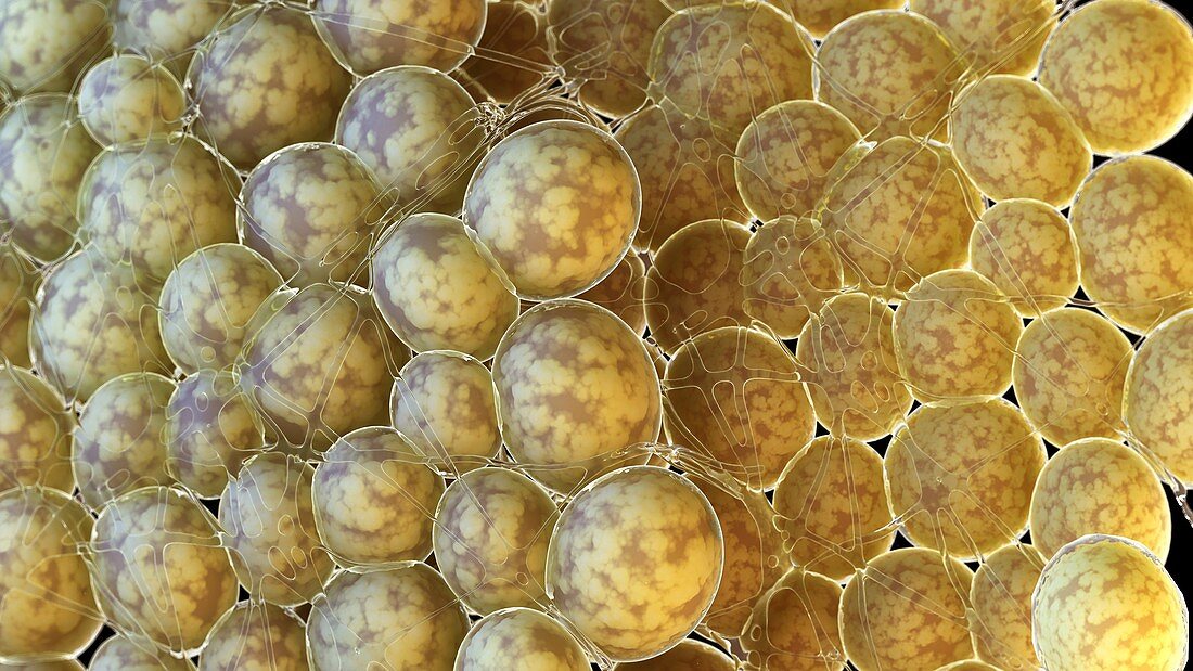 Human fat cells, illustration
