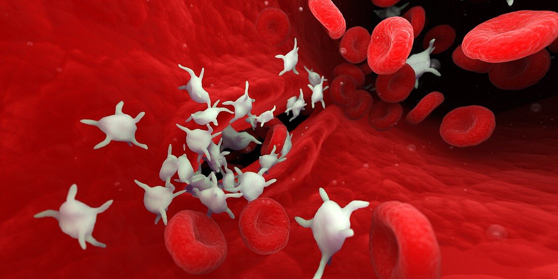 Platelets , illustration