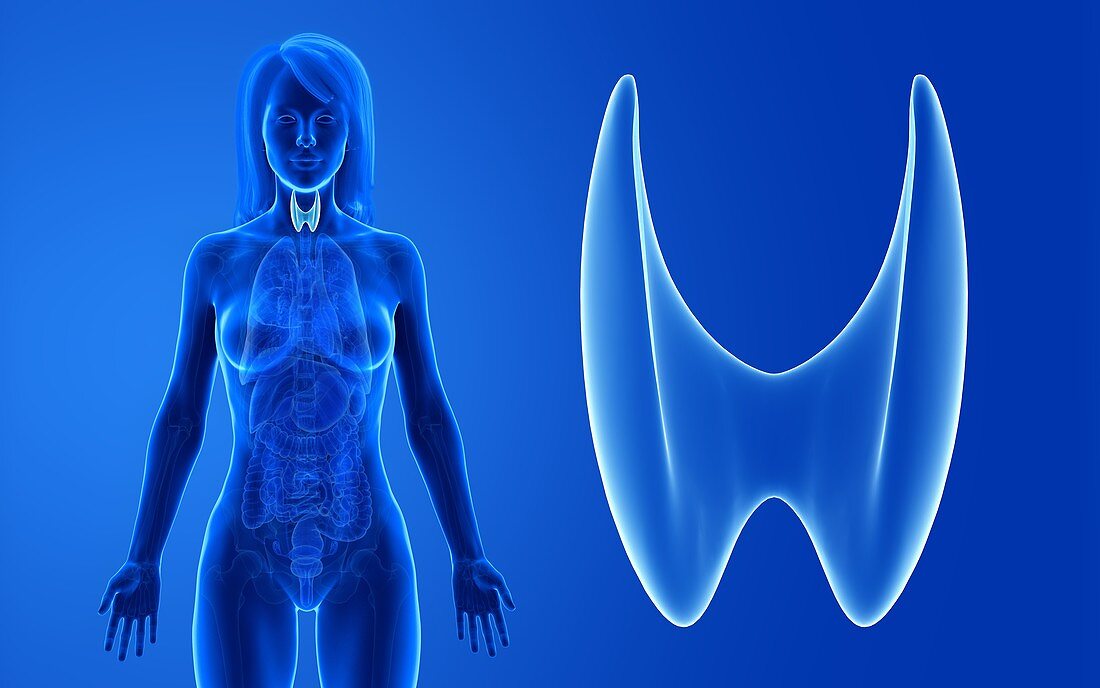 Female thyroid, illustration