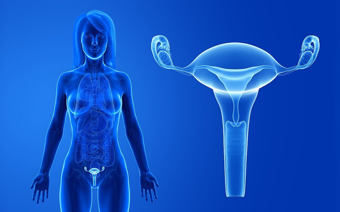 Female uterus, illustration
